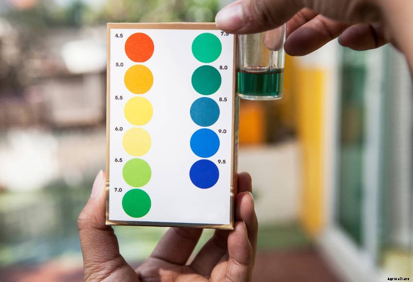 A Complete Guide to Soil pH, and What It Means for Your Gardening