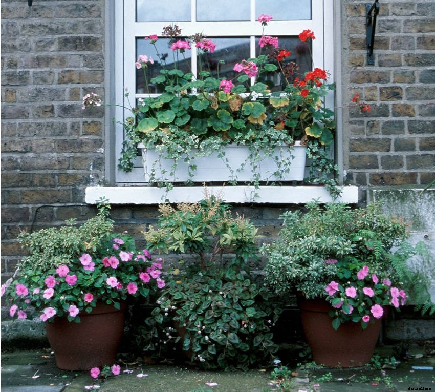 Container Gardening and Watering: What You Need to Know