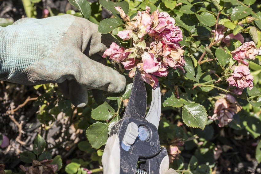 Deadheading: The Simple Way to Get More from Your Flower Garden