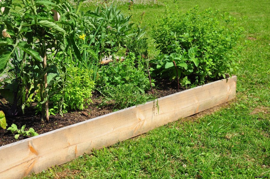 5 Simple Tips for Successful Raised Bed Gardening
