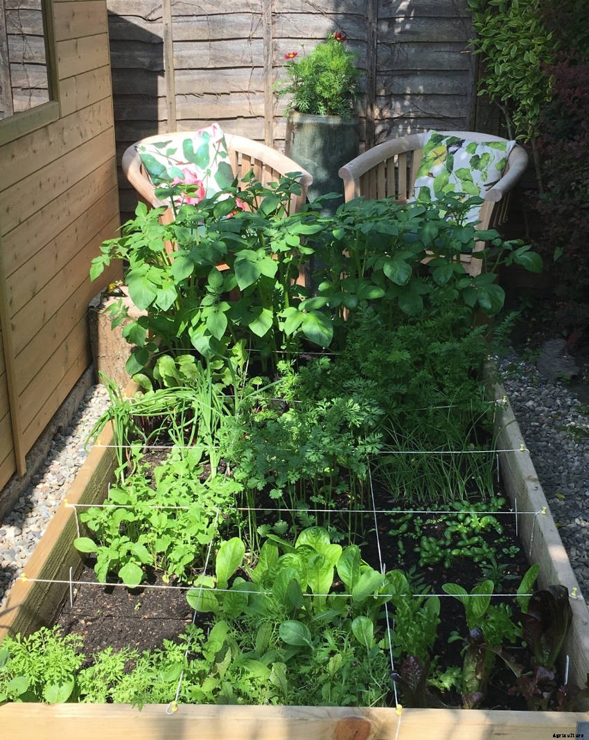 A Beginners Guide to Veggie Growing in a Shady Garden