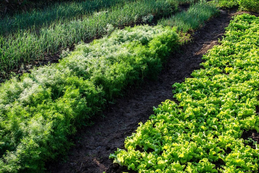 A Beginners Guide to Veggie Growing in a Shady Garden