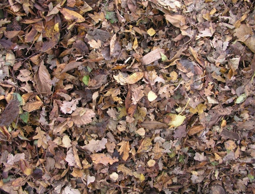 Autumn Leaves: A Natural Harvest That Shouldnt Go to Waste