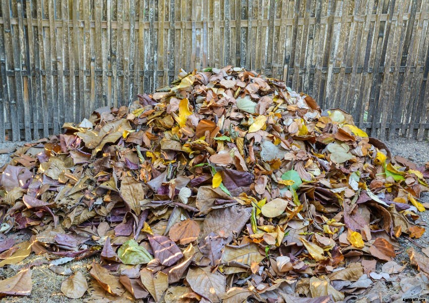 Autumn Leaves: A Natural Harvest That Shouldnt Go to Waste
