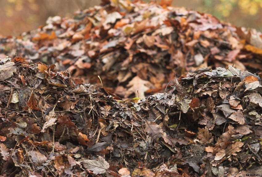 Autumn Leaves: A Natural Harvest That Shouldnt Go to Waste