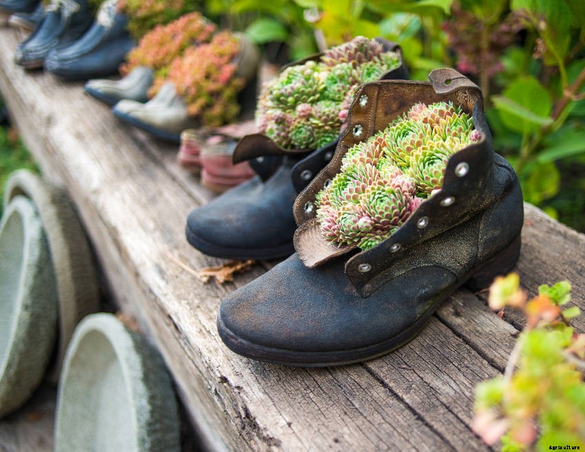 Crafty Containers: Unusual Alternatives to Conventional Pots