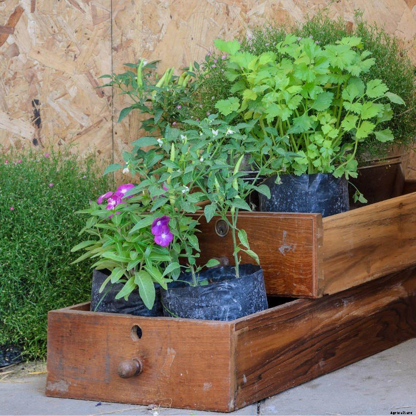 Crafty Containers: Unusual Alternatives to Conventional Pots