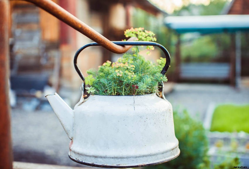 Crafty Containers: Unusual Alternatives to Conventional Pots