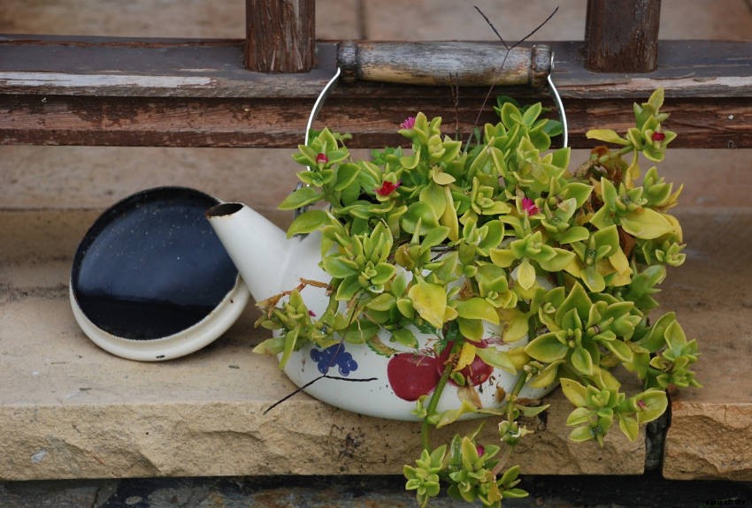 Crafty Containers: Unusual Alternatives to Conventional Pots