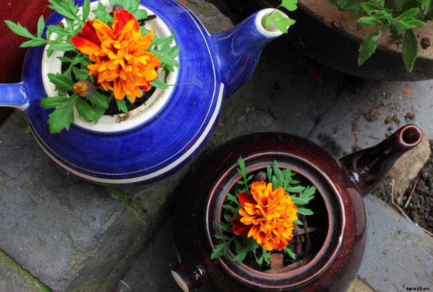 Crafty Containers: Unusual Alternatives to Conventional Pots