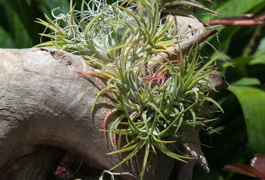 Crafty Containers: Unusual Alternatives to Conventional Pots