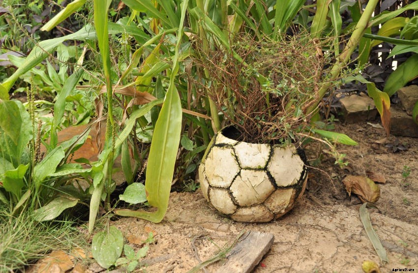 Crafty Containers: Unusual Alternatives to Conventional Pots