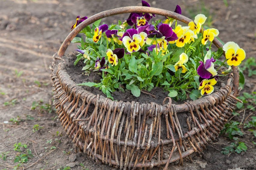 Crafty Containers: Unusual Alternatives to Conventional Pots