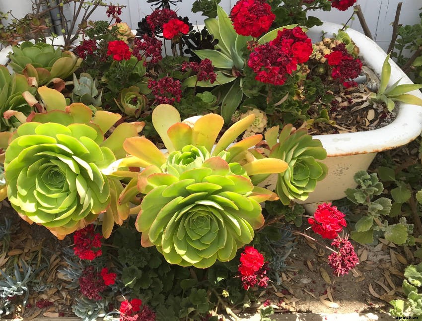 Crafty Containers: Unusual Alternatives to Conventional Pots