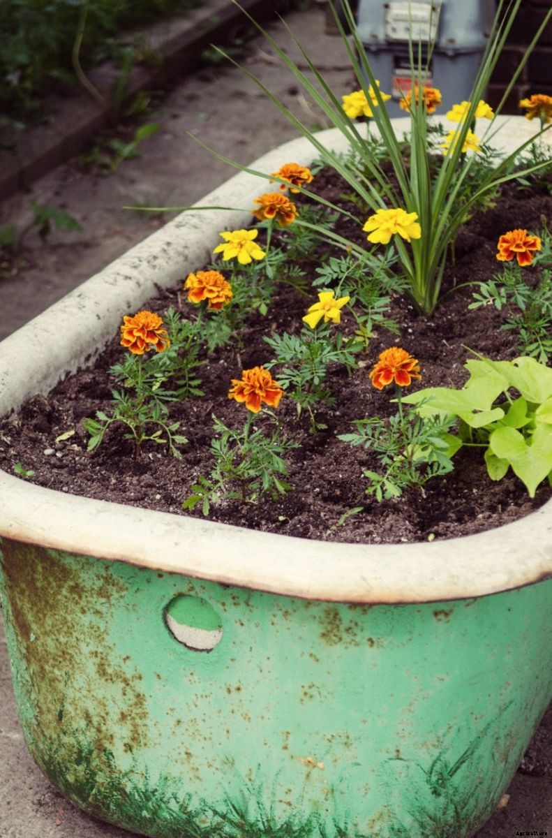 Crafty Containers: Unusual Alternatives to Conventional Pots