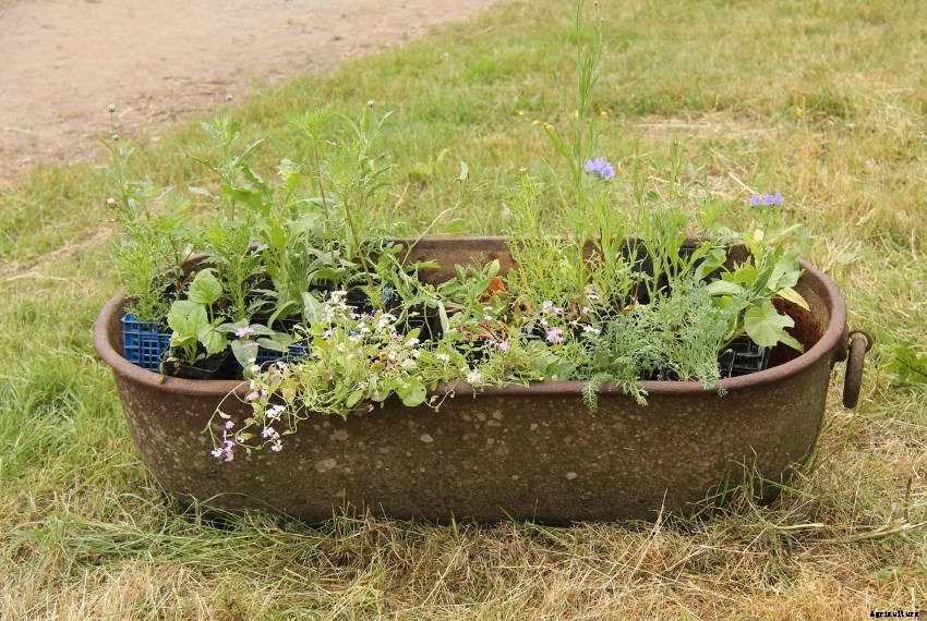 Crafty Containers: Unusual Alternatives to Conventional Pots