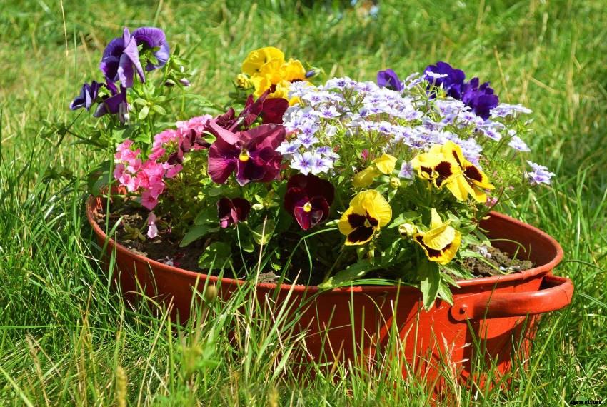 Crafty Containers: Unusual Alternatives to Conventional Pots