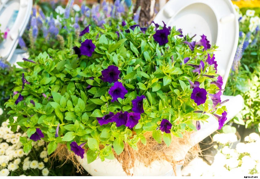 Crafty Containers: Unusual Alternatives to Conventional Pots