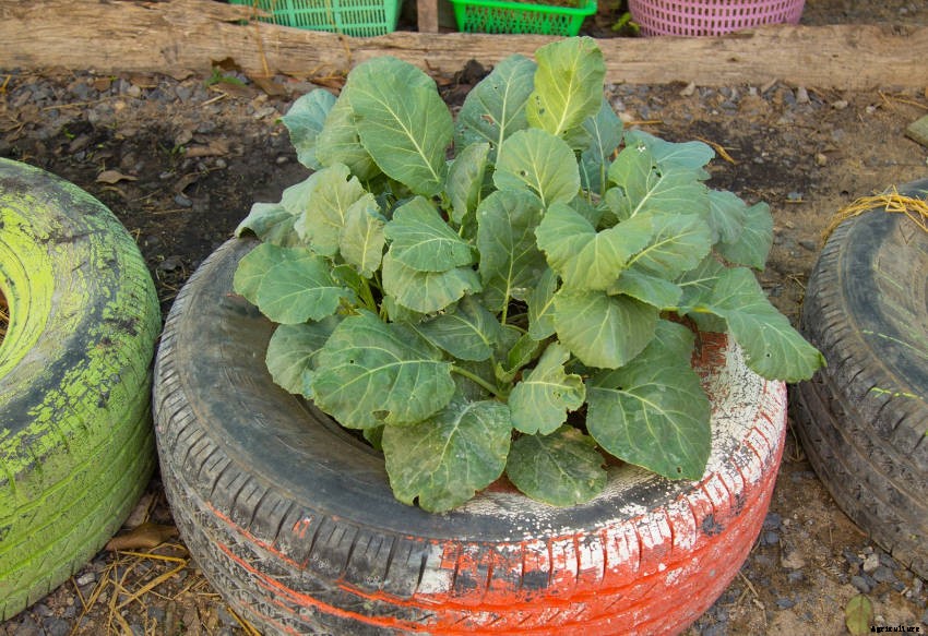 Crafty Containers: Unusual Alternatives to Conventional Pots