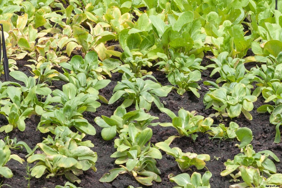Yellowing Veggie Leaves