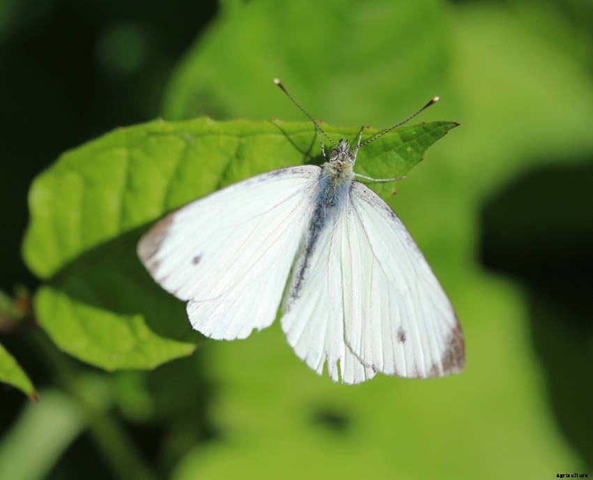 A Veggie Gardeners Guide to Cabbage Moths, Butterflies, and Caterpillars
