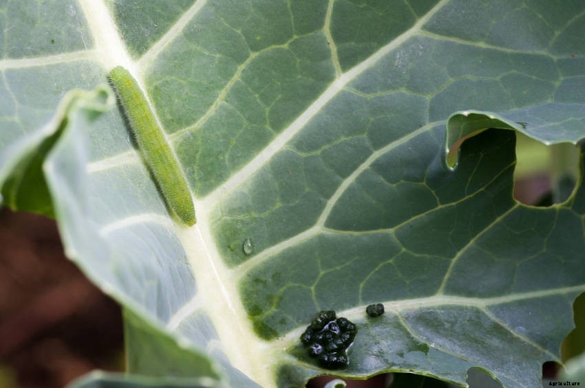 A Veggie Gardeners Guide to Cabbage Moths, Butterflies, and Caterpillars