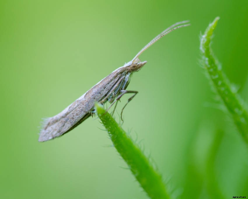 A Veggie Gardeners Guide to Cabbage Moths, Butterflies, and Caterpillars