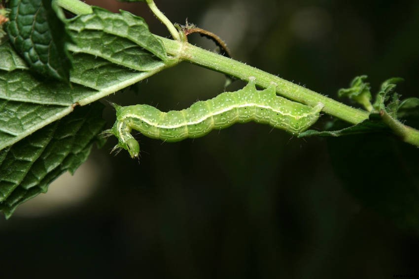 A Veggie Gardeners Guide to Cabbage Moths, Butterflies, and Caterpillars