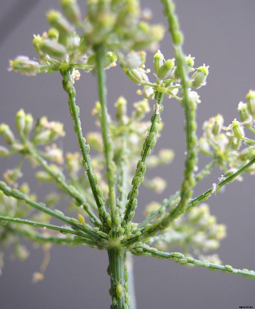 Aphids: Dealing With a Sap-Sucking Insect Invasion