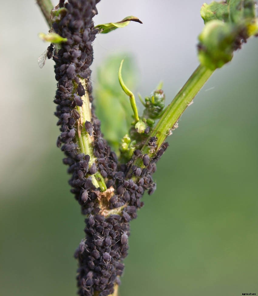 Aphids: Dealing With a Sap-Sucking Insect Invasion
