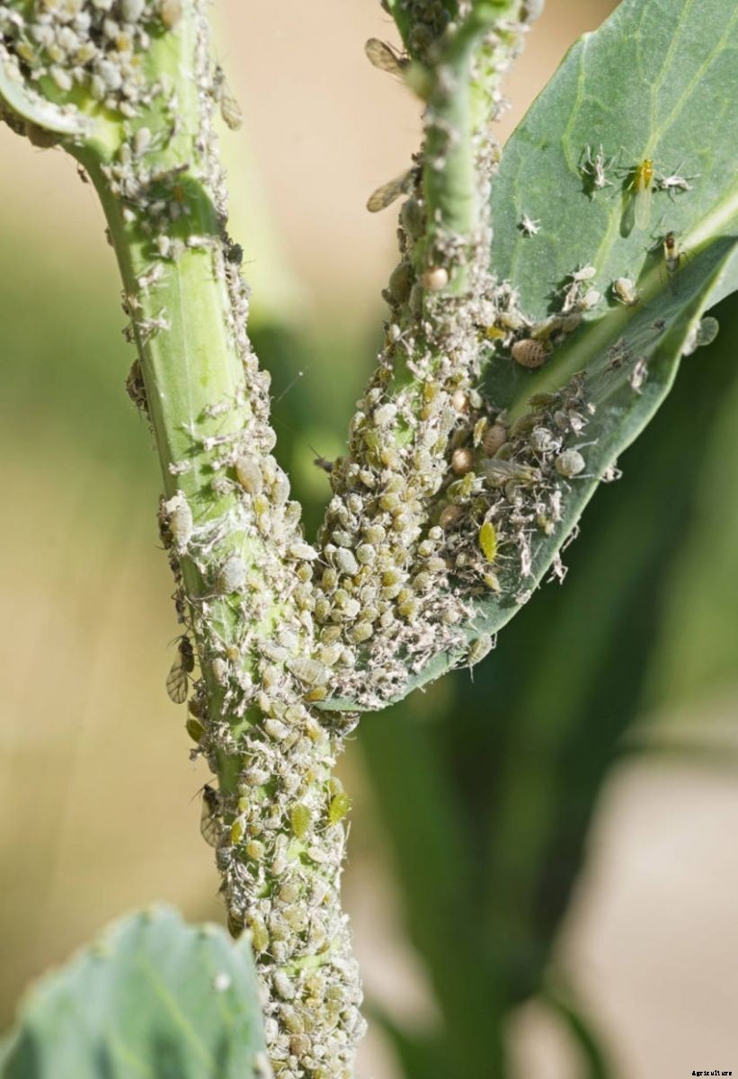 Aphids: Dealing With a Sap-Sucking Insect Invasion
