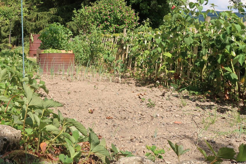 Water-Saving Techniques and Drought-Tolerant Herbs and Flowers