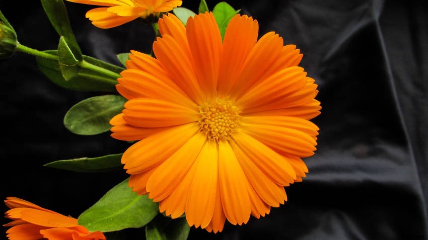 Tips for Adding Calendula to Your Vegetable Garden