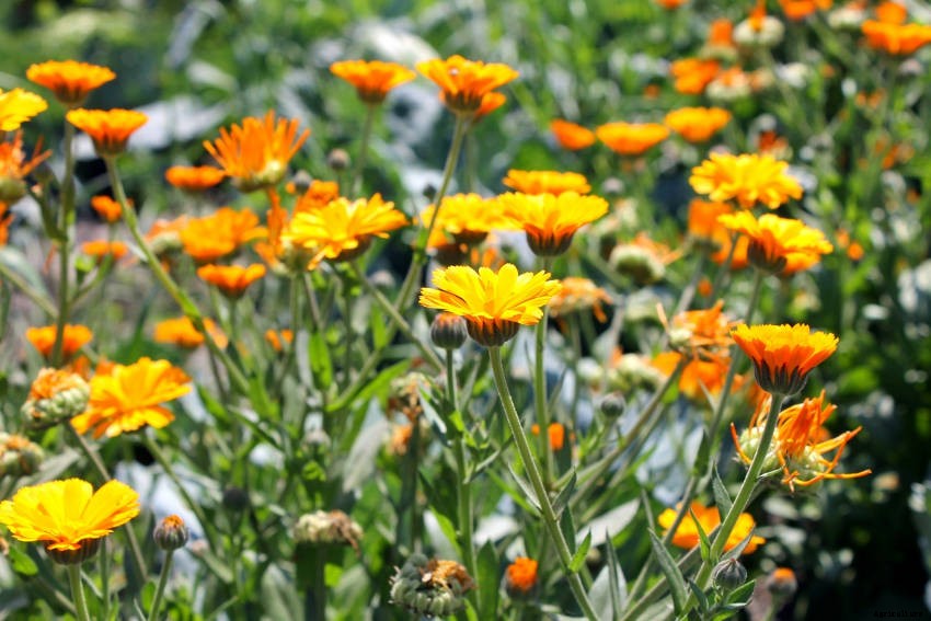 Tips for Adding Calendula to Your Vegetable Garden