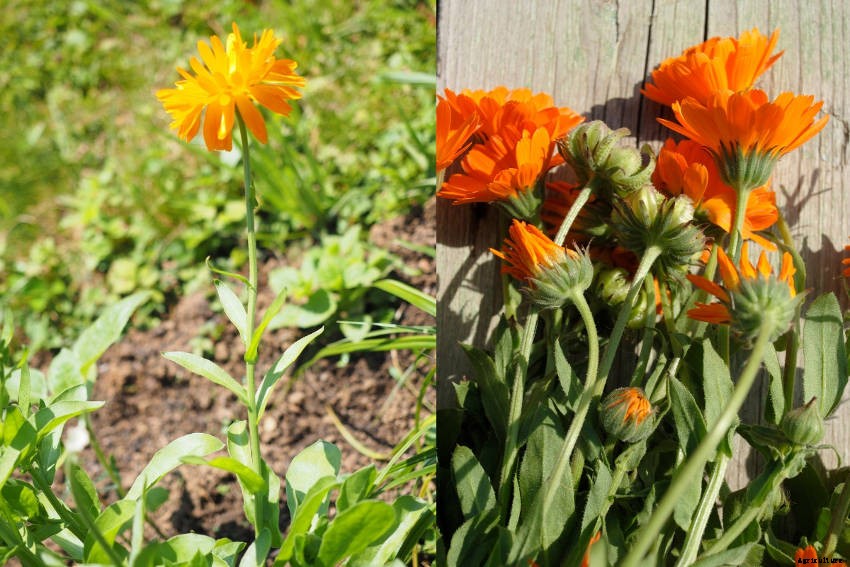 Tips for Adding Calendula to Your Vegetable Garden