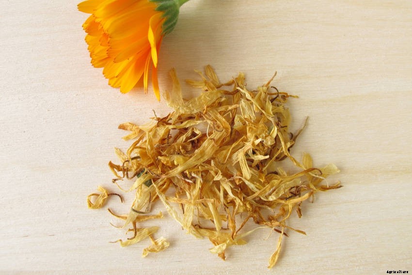 Tips for Adding Calendula to Your Vegetable Garden
