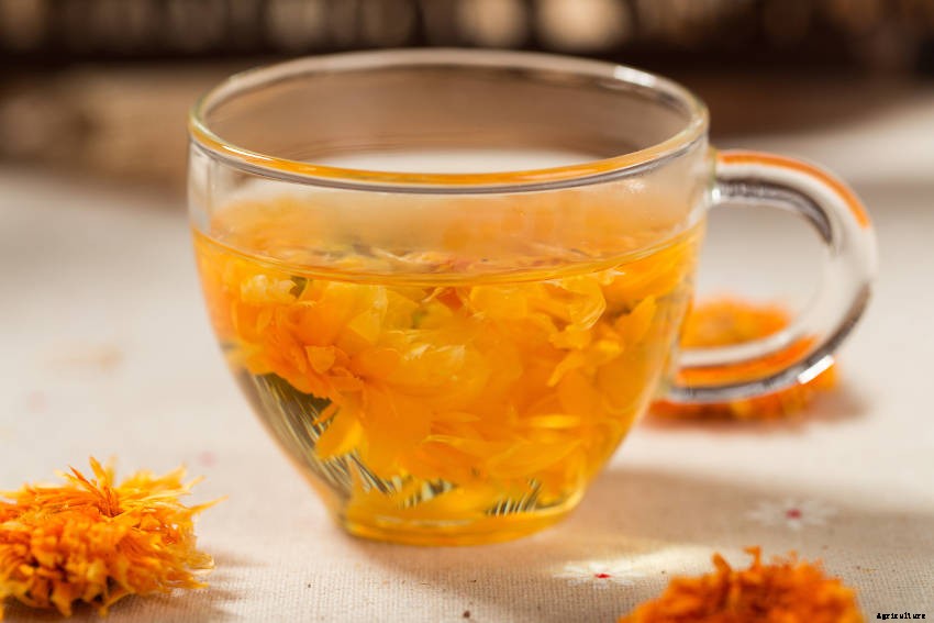 Tips for Adding Calendula to Your Vegetable Garden