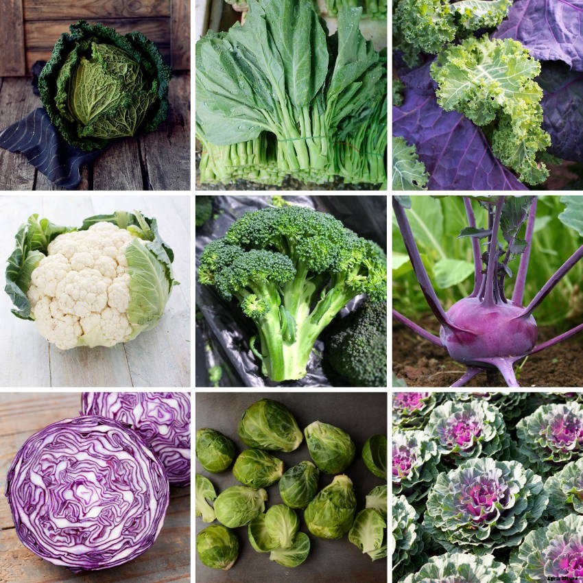 Artificial Selection, Heirloom Seeds, and the Amazing Variety They Bring to Gardening