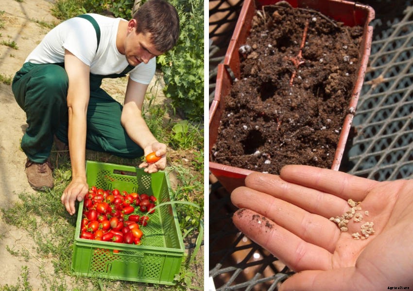Artificial Selection, Heirloom Seeds, and the Amazing Variety They Bring to Gardening