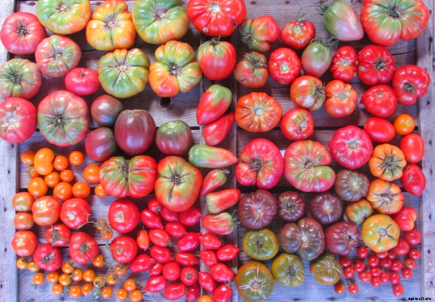 Artificial Selection, Heirloom Seeds, and the Amazing Variety They Bring to Gardening