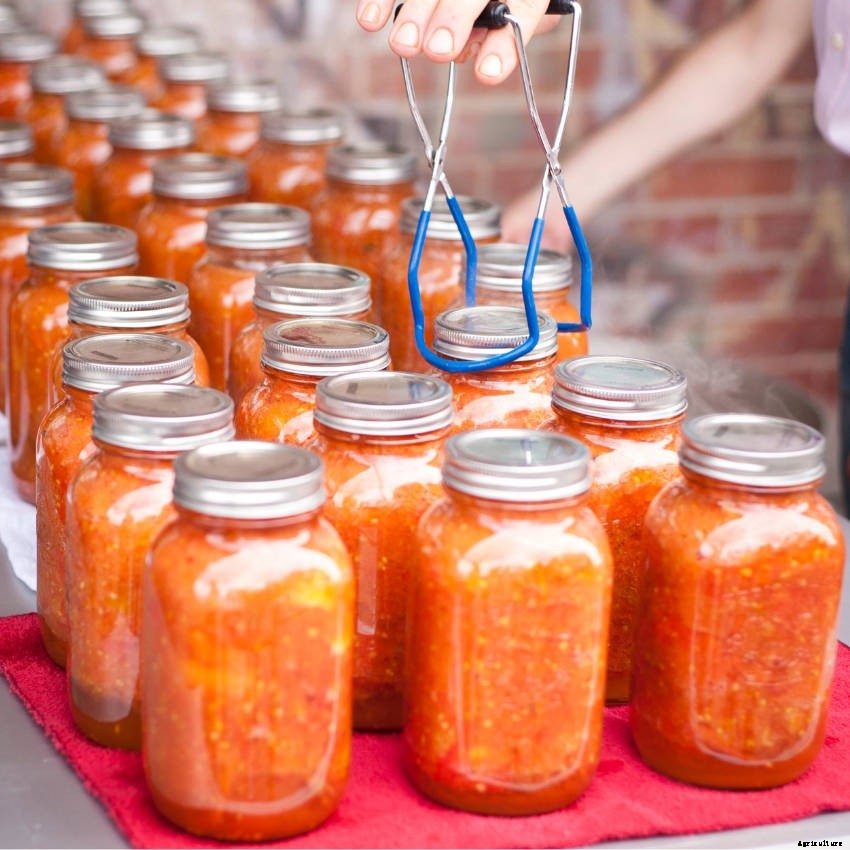 3 Ways to Preserve Your Homegrown Tomato Crop: Freezing, Bottling, and Drying