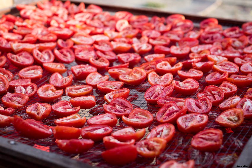 3 Ways to Preserve Your Homegrown Tomato Crop: Freezing, Bottling, and Drying