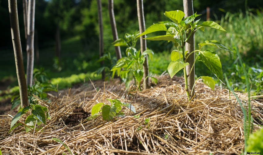A Beginners Guide to Mulch and Mulching