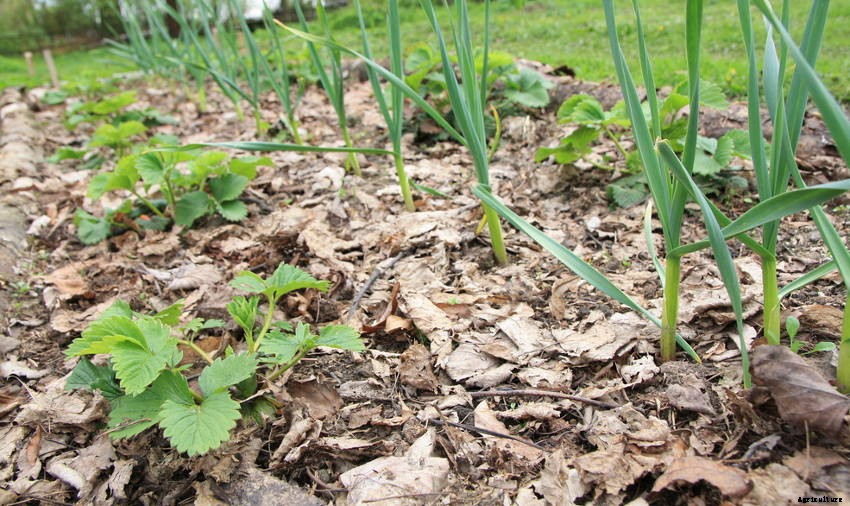 A Beginners Guide to Mulch and Mulching