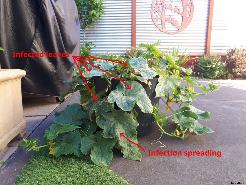 Powdery Mildew: How to Deal with the Cucurbits Most Common Problem