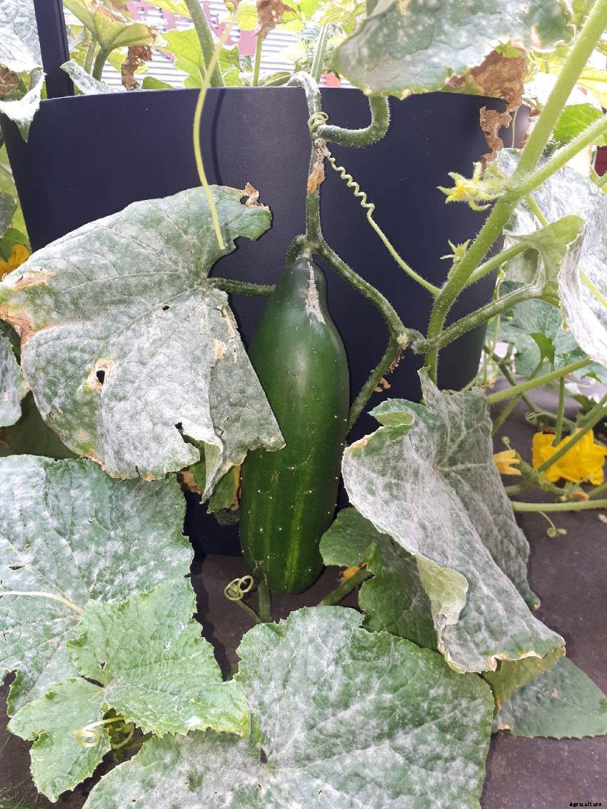Powdery Mildew: How to Deal with the Cucurbits Most Common Problem