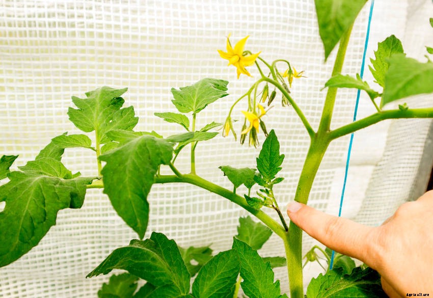 Should I Prune My Tomatoes?