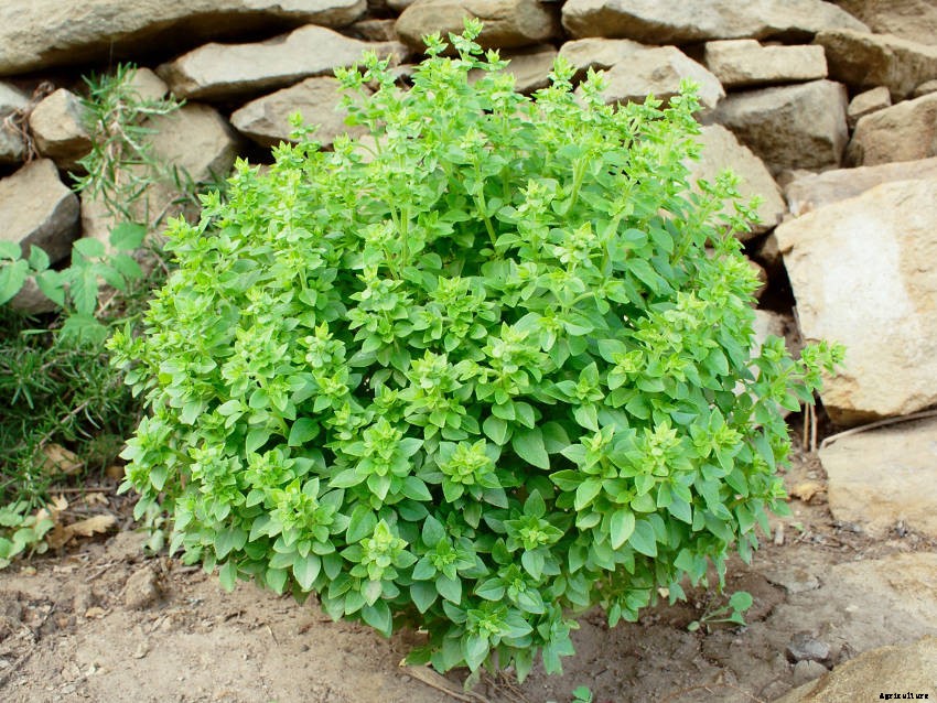 Why You Should Grow Basil - True Royalty Among Herbs
