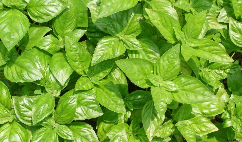 Why You Should Grow Basil - True Royalty Among Herbs