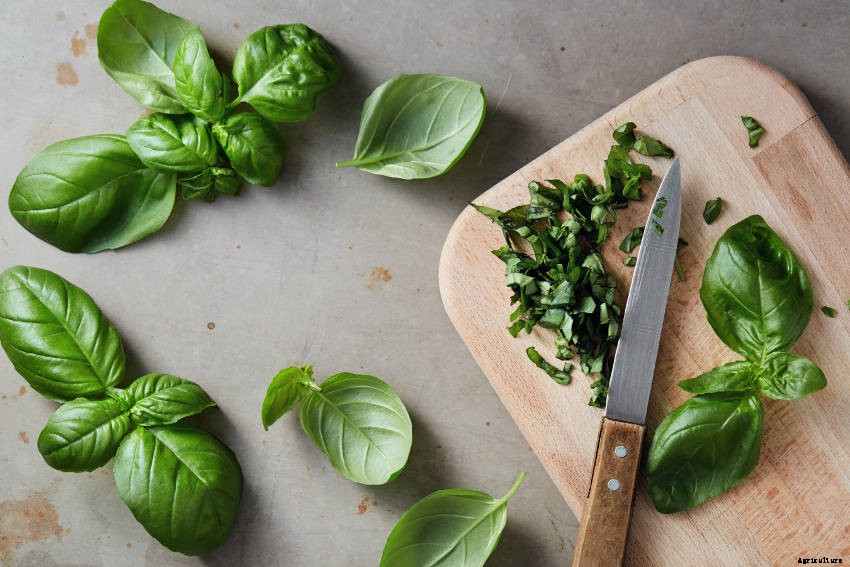 Why You Should Grow Basil - True Royalty Among Herbs